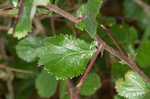 Dwarf hawthorn